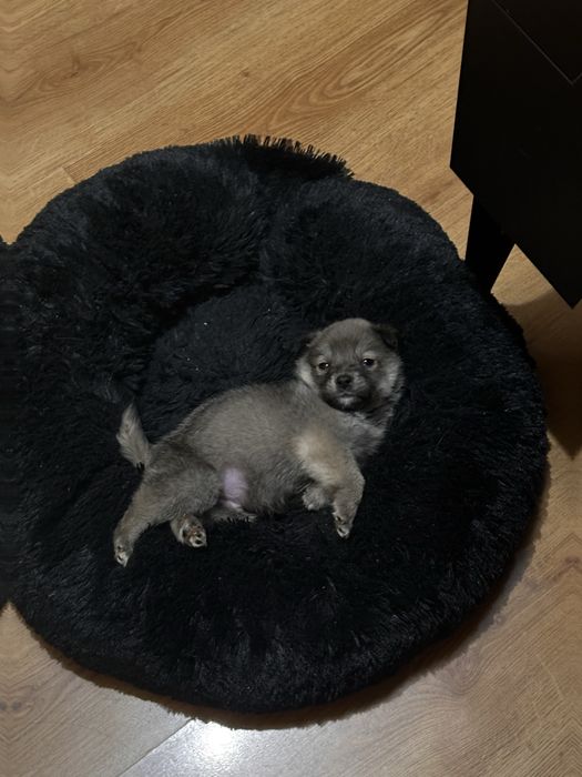 Отдадим щенка в добрые руки