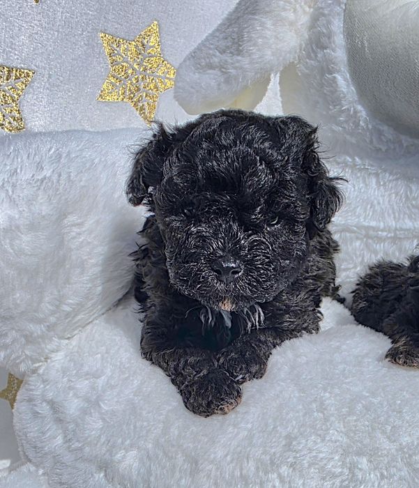 Пудел  момче с документ за произход