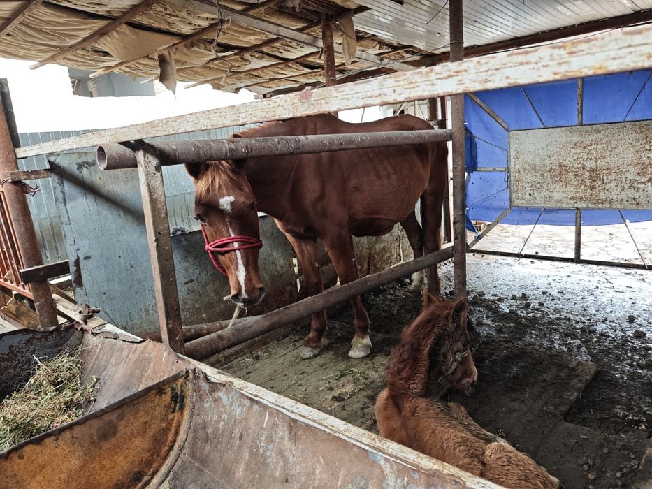 Сауын бие кулынымен