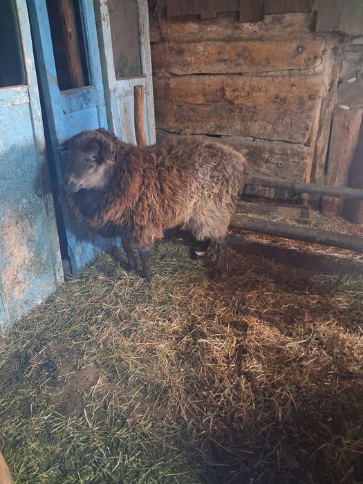 Продам тоқты семіз