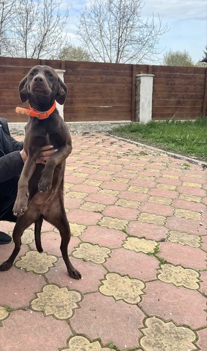 Vand Brak germam cautator de trufe