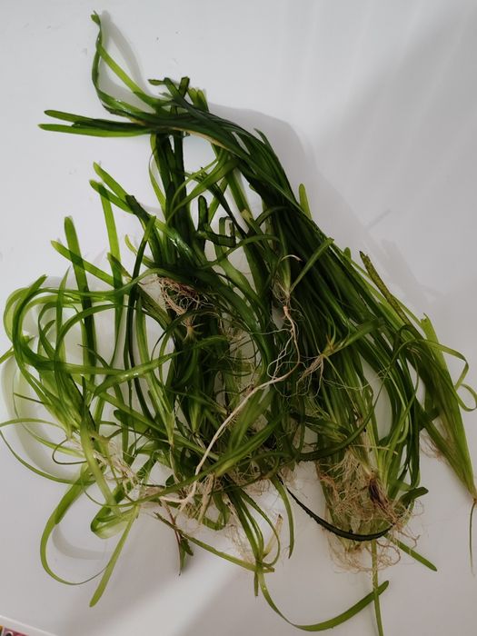 Продам аквариумные растения