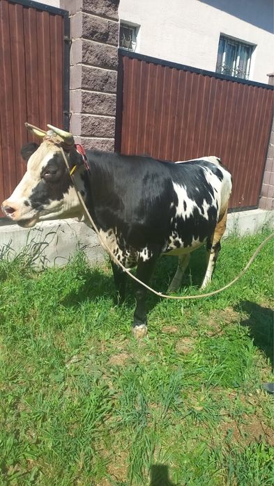 Продам телку 3 года
