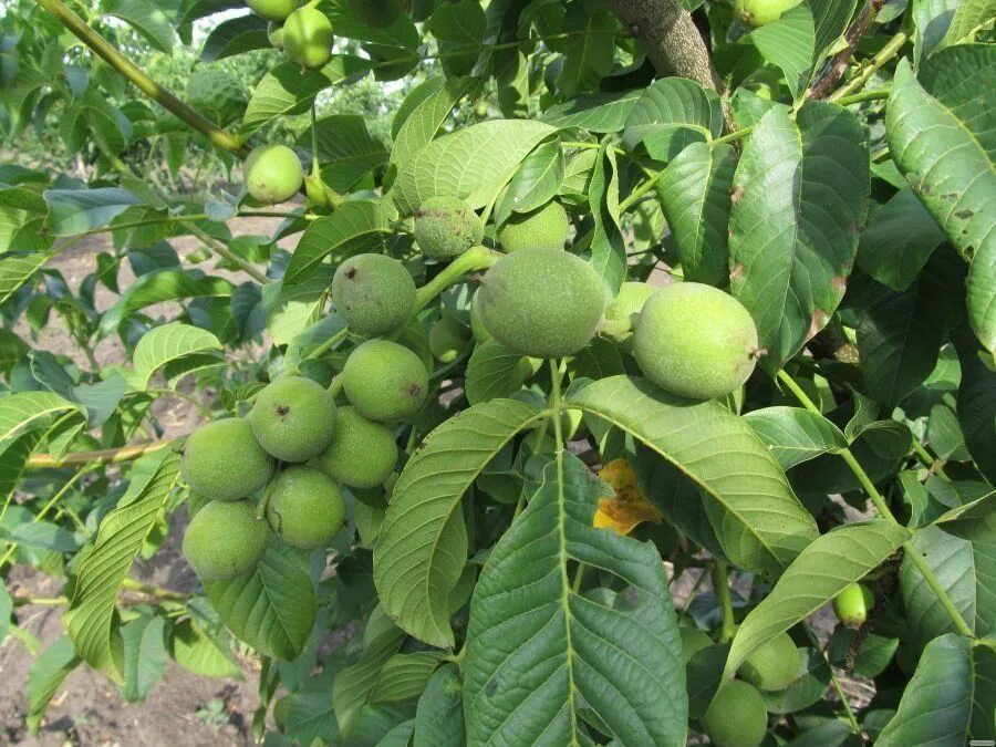 ЁНГОК КУЧАТЛАРИНИ 6 Хил сорти бор сортига кафолат берамиз