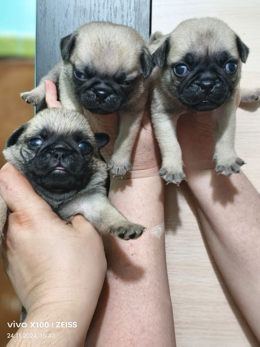 Очаровательные щенки Мопса.