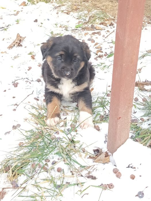 Dau la adoptie căței mici