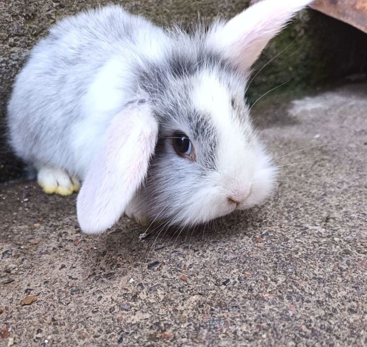 Декоративные крольчата