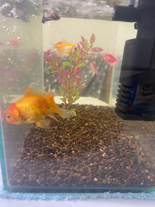 Продам аквариум с рыбками