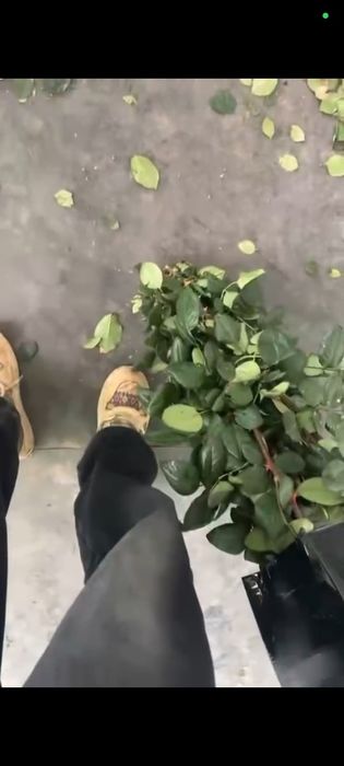 Гвоздика и роза оптом и розницу