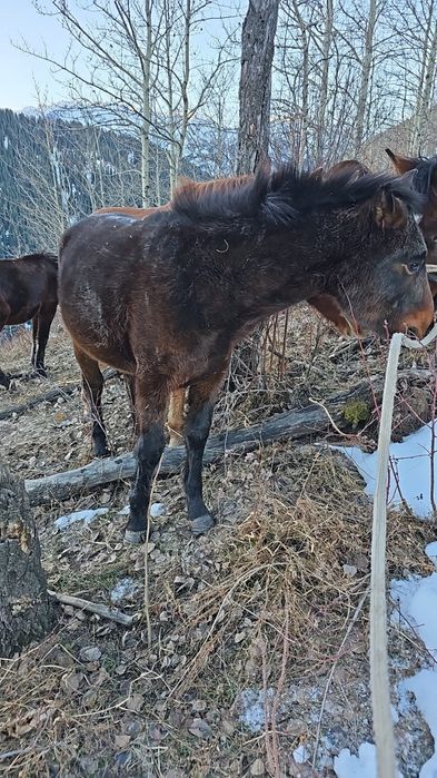 Продам жеребчиков