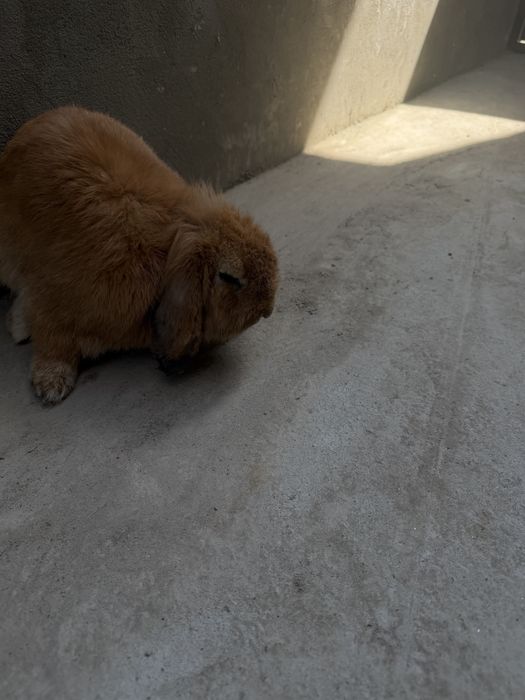 Шеркалла баран қуён сотилади