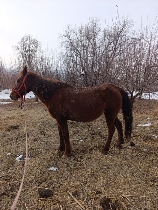 Продам кобылу, жерёбую