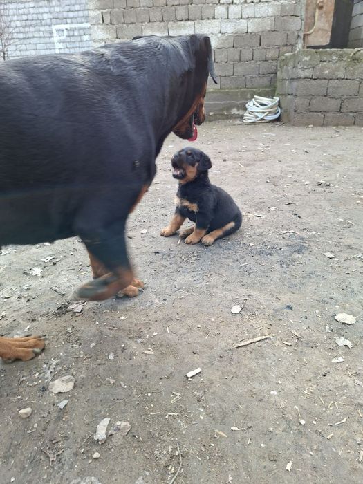 Продаётся щенок ротвейлера