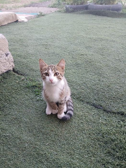Отдам двух котят (коты)