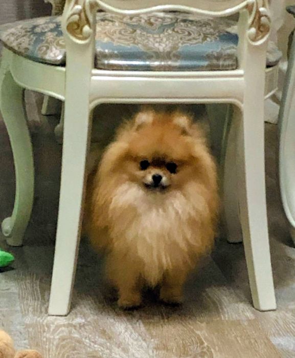 Померанский шпиц