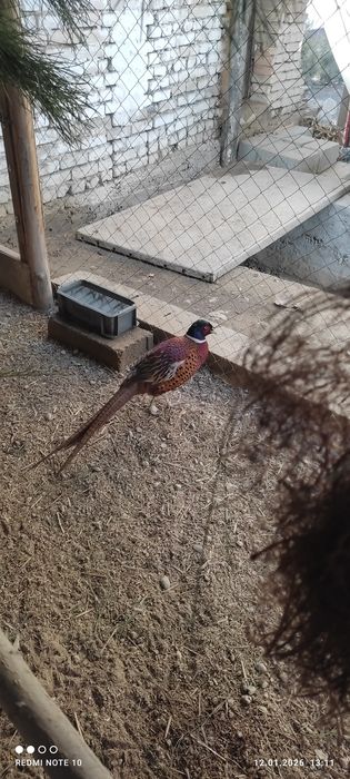 Кафказ фазанлар сотилади