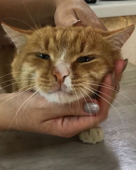 Котик - Санни