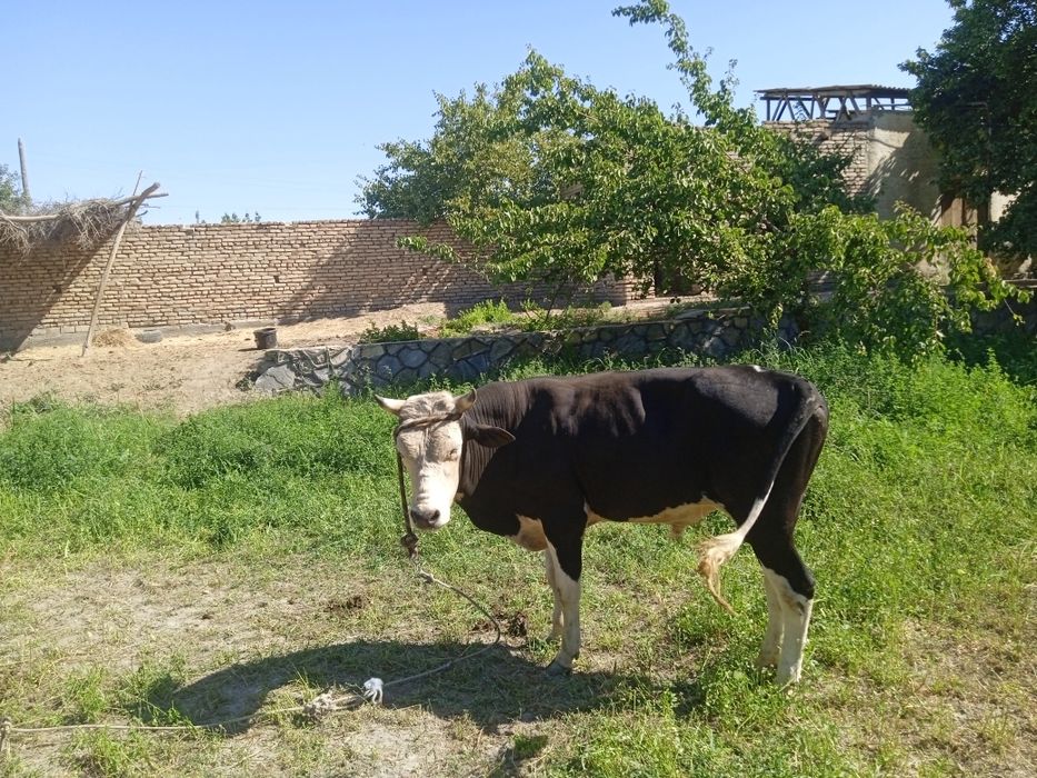 Qora buqa. Boqilmagan kelishamiz