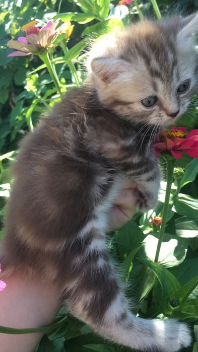 Шотланский котенок в добрые руки