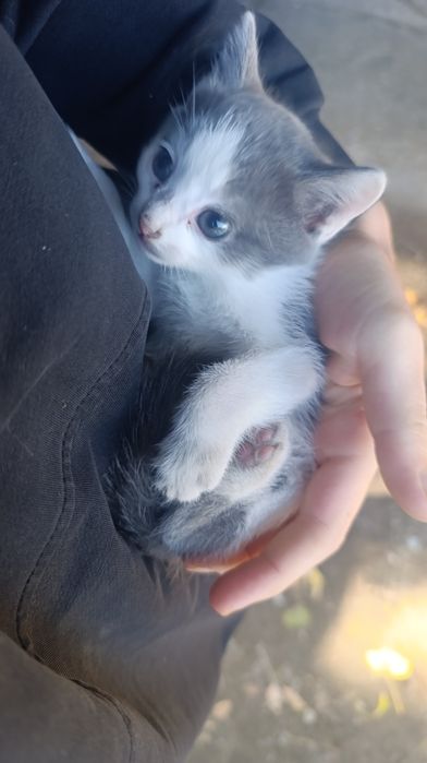 Отдам котят девочки