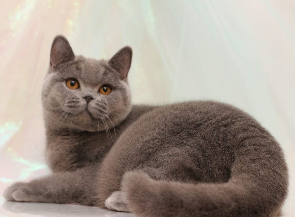 Британский короткошерстный котенок