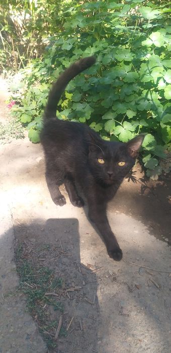 Отдам котят даром