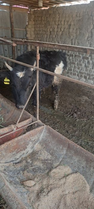 1 жасар еркек баспақ