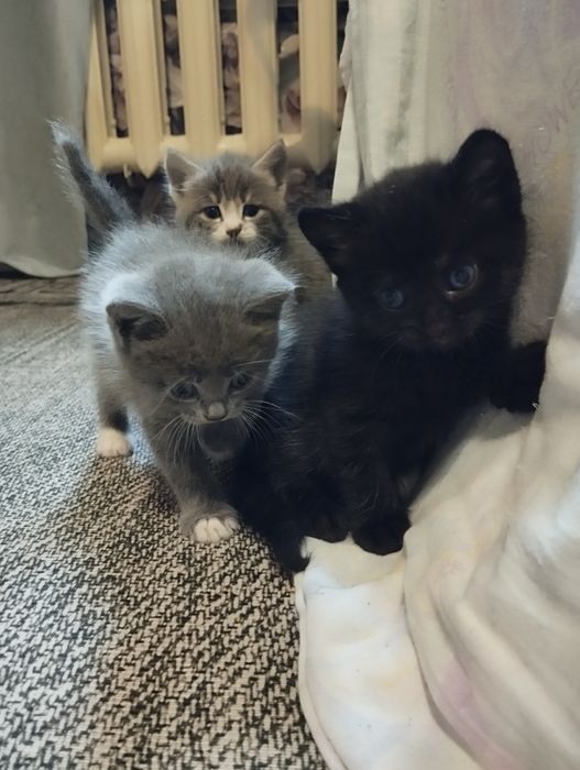 Отдам котят очень красивых