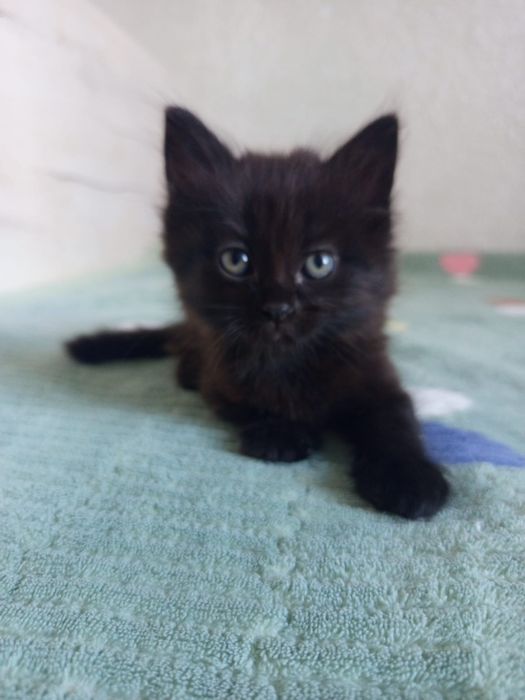 Котята мальчик и девочка