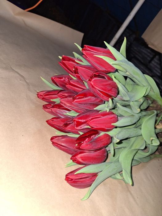 Тюльпаны оптом и в розницу