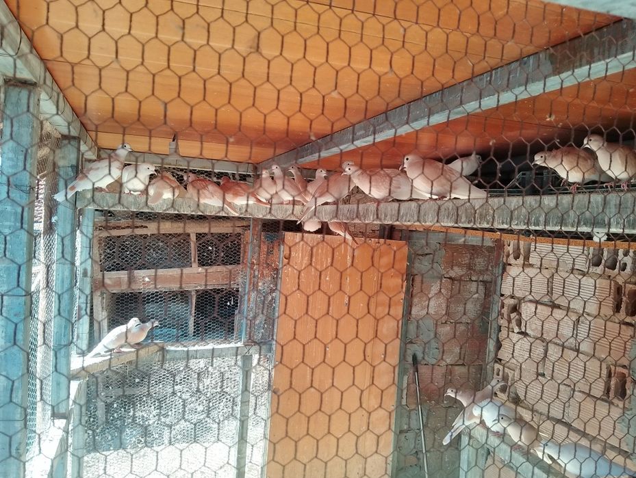 Продавам гугутки скумрийки 50 броя