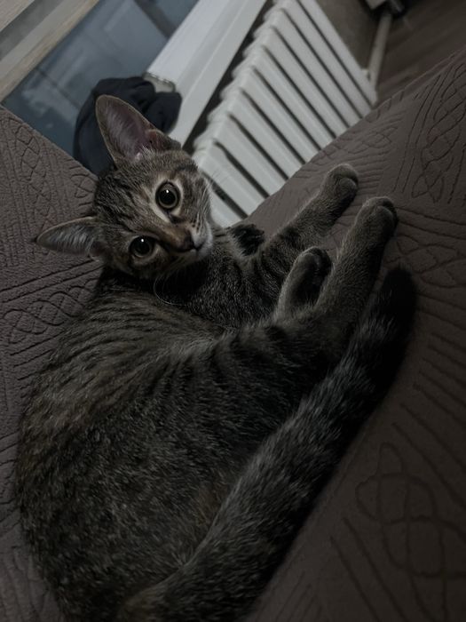 котята в заботливые руки
