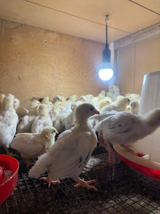 Продаются цыплята Адлера