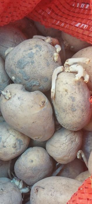 Картошка семенная
