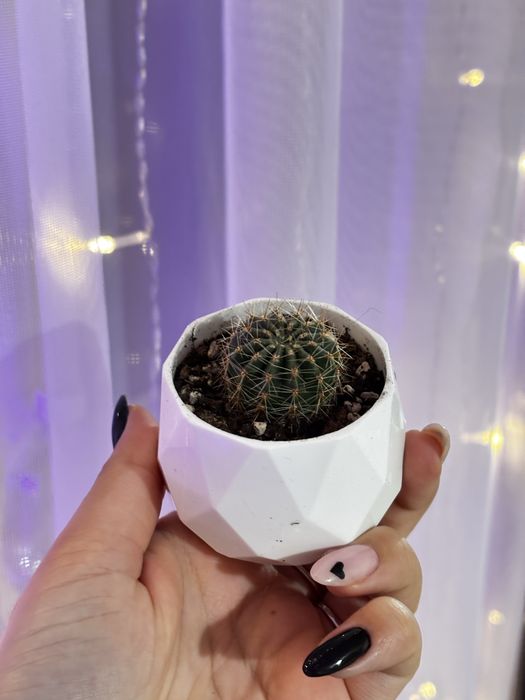 Кактусы детки в кашпо