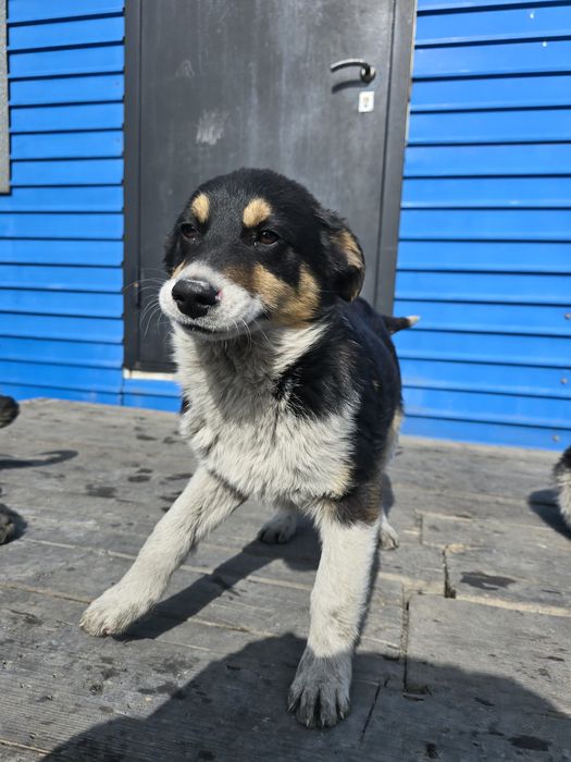 Щенок собака дворовая 4 месяца девочка