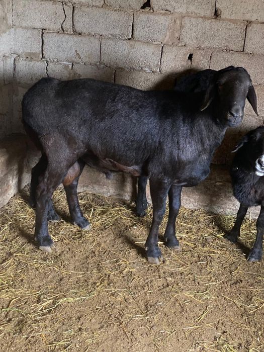 Кой еті байдібектің семіз токтылары