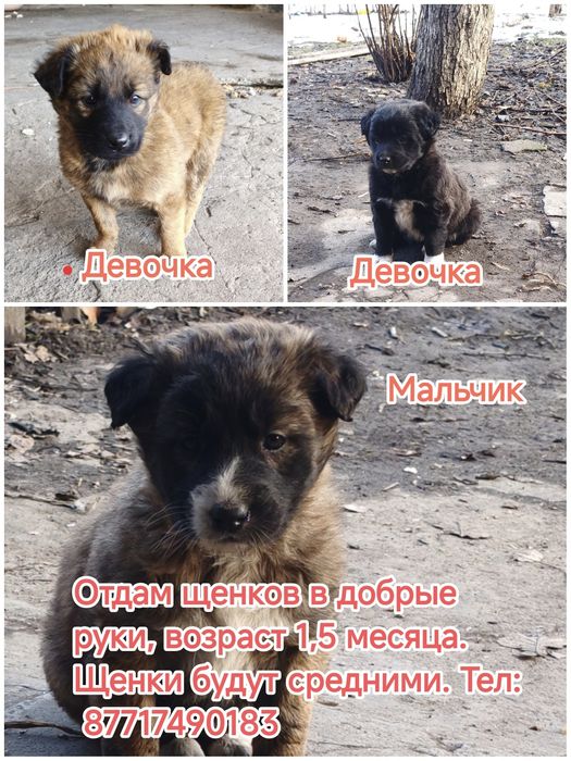 Щенки в добрые руки