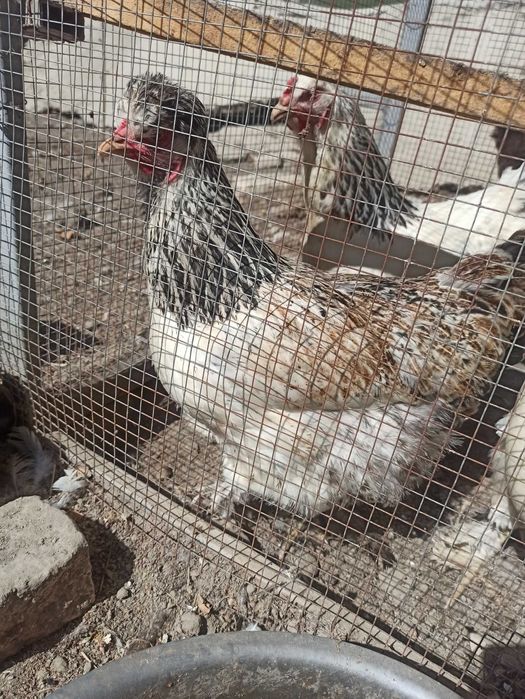 Brama tovuq tuxumlari