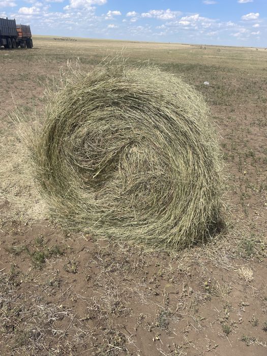 Сено в рулонах житняк