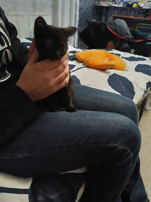 Отдам котенка в добрые руки, девочка