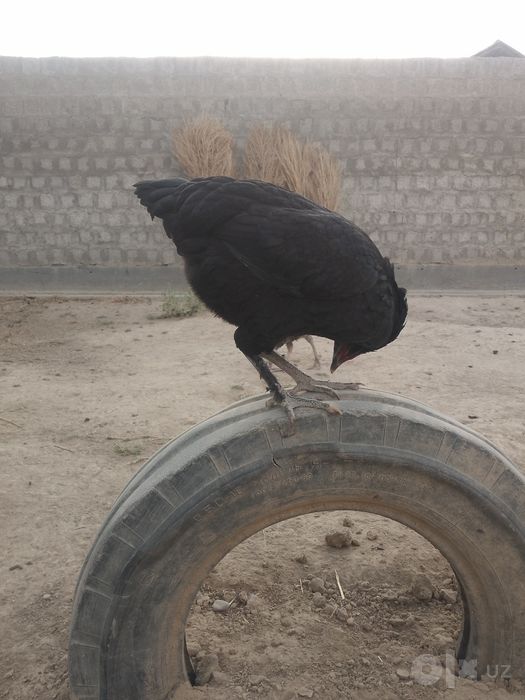 Bir par jaydari sotiladi