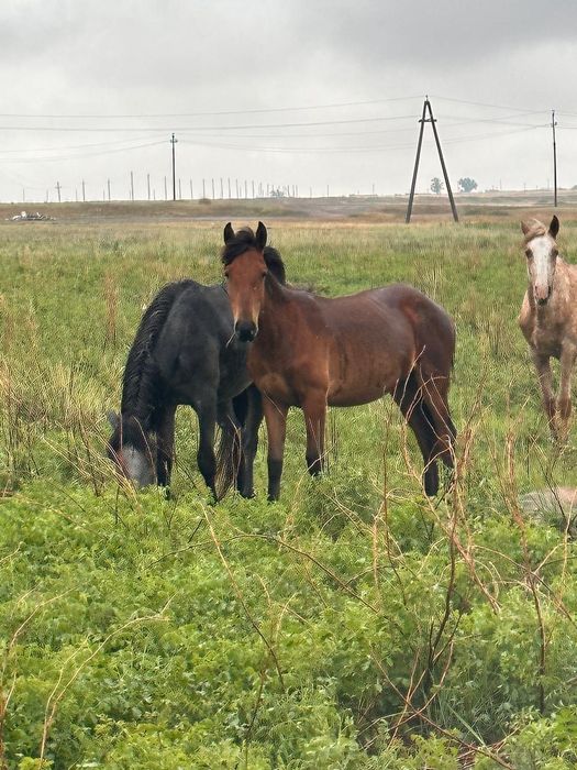 Продам лошадей (тайлар)