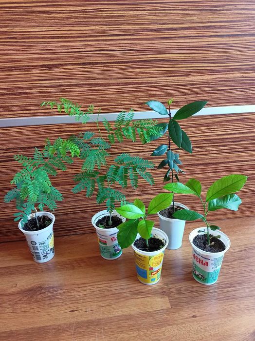 Цезалпиния, лимони, дафинов лист, стайни растения, за Варна