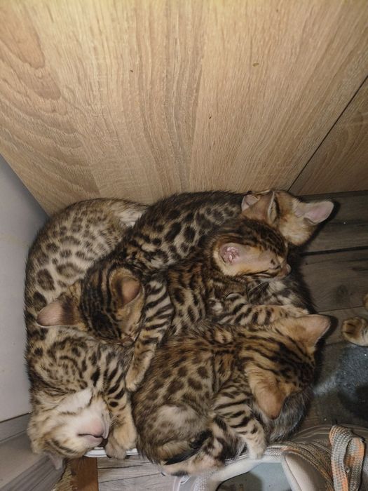 Pui Bengal gata de adopție începând cu data de 15 Octombrie