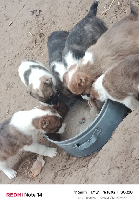 Alabay kuchukchalari