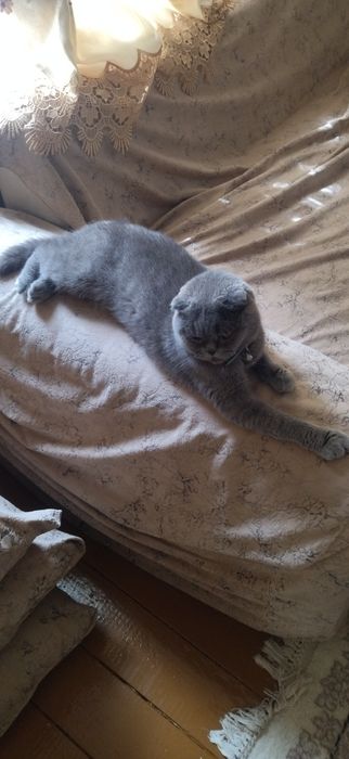 Продаётся кошка шотландская веслоухий девочка.