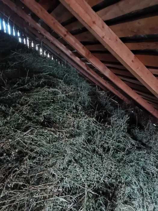 Vand lucerna vrac, productie 2025, pastrata in pod