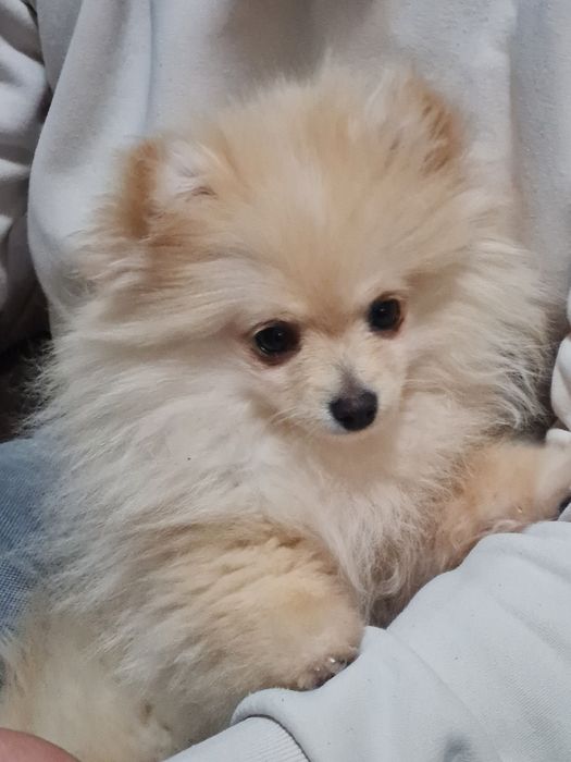 Бебе куче померан