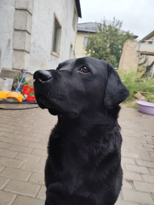 Пропала собака лабрадор!